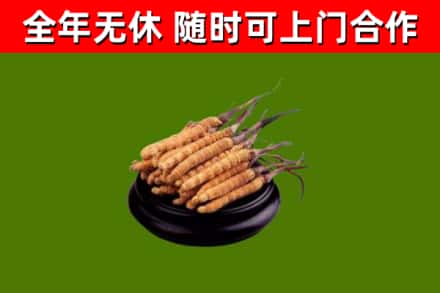 洱源烟酒回收冬虫夏草.jpg