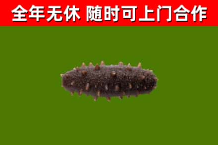 洱源烟酒回收干海参.jpg